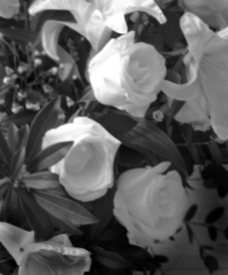 White Roses Love Poem Tessa Saks